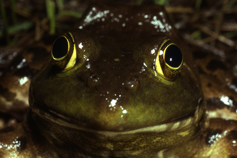 Semi-permanent and permanent ponds that infrequently or never dry up can support animals such as bull frogs whose tadpoles take at least two years to develop.  Bull frogs are voracious predators that alter the predator-prey balance in a vernal pool environment.  Credit: Jack Ray